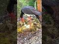 #blackstork #wildlife #nest #birds #animals #nature