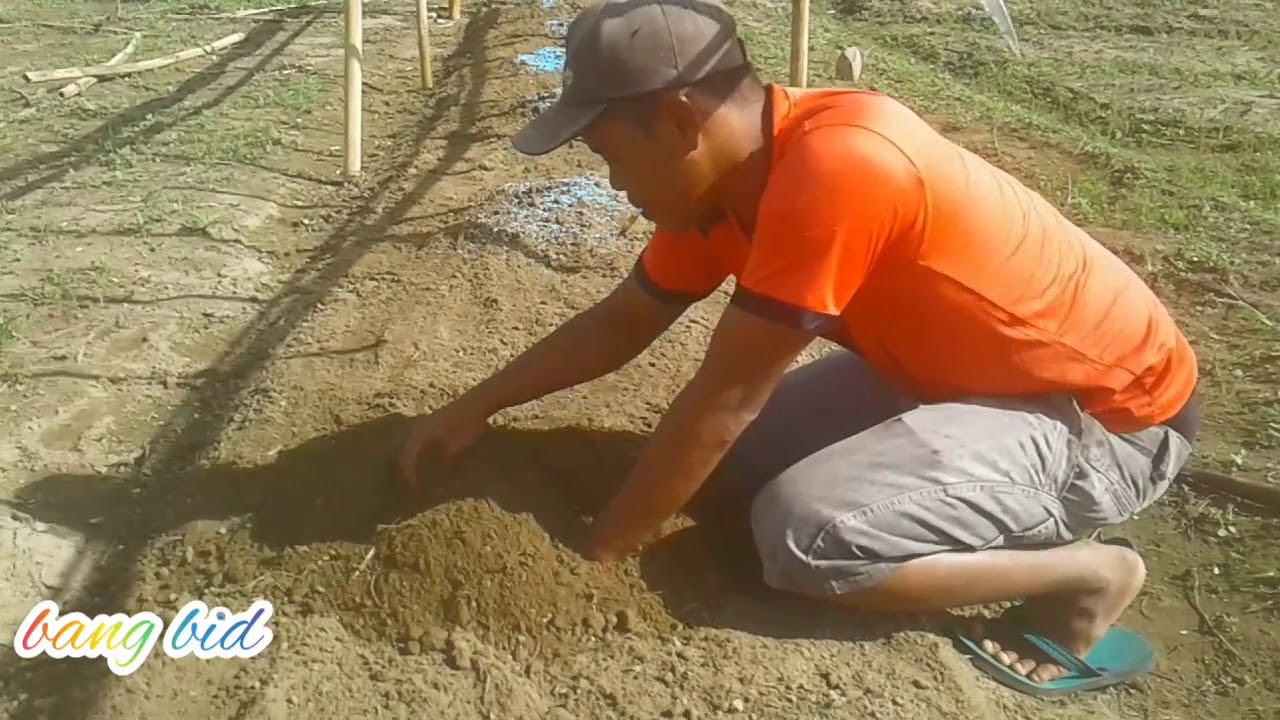 (part 3 )CMK akar, Cara pembibitan cabe 