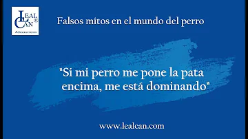 ¿Por qué los perros te ponen una pata encima?