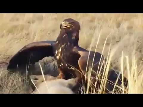 წარმოუდგენელი კადრები - არწივისა და მგლის დაუნდობელი შერკინება!