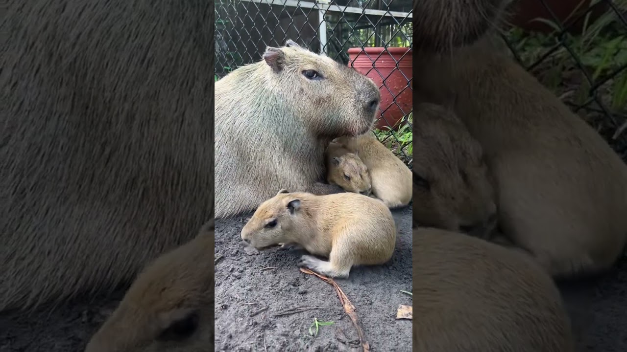 Bonita e adorável Fluffy Baby Capybara de desenho animado