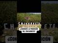 Conoces la tradición de chivarreto #historias #relatos #tradiciones #chivarreto #guatemala #misterio