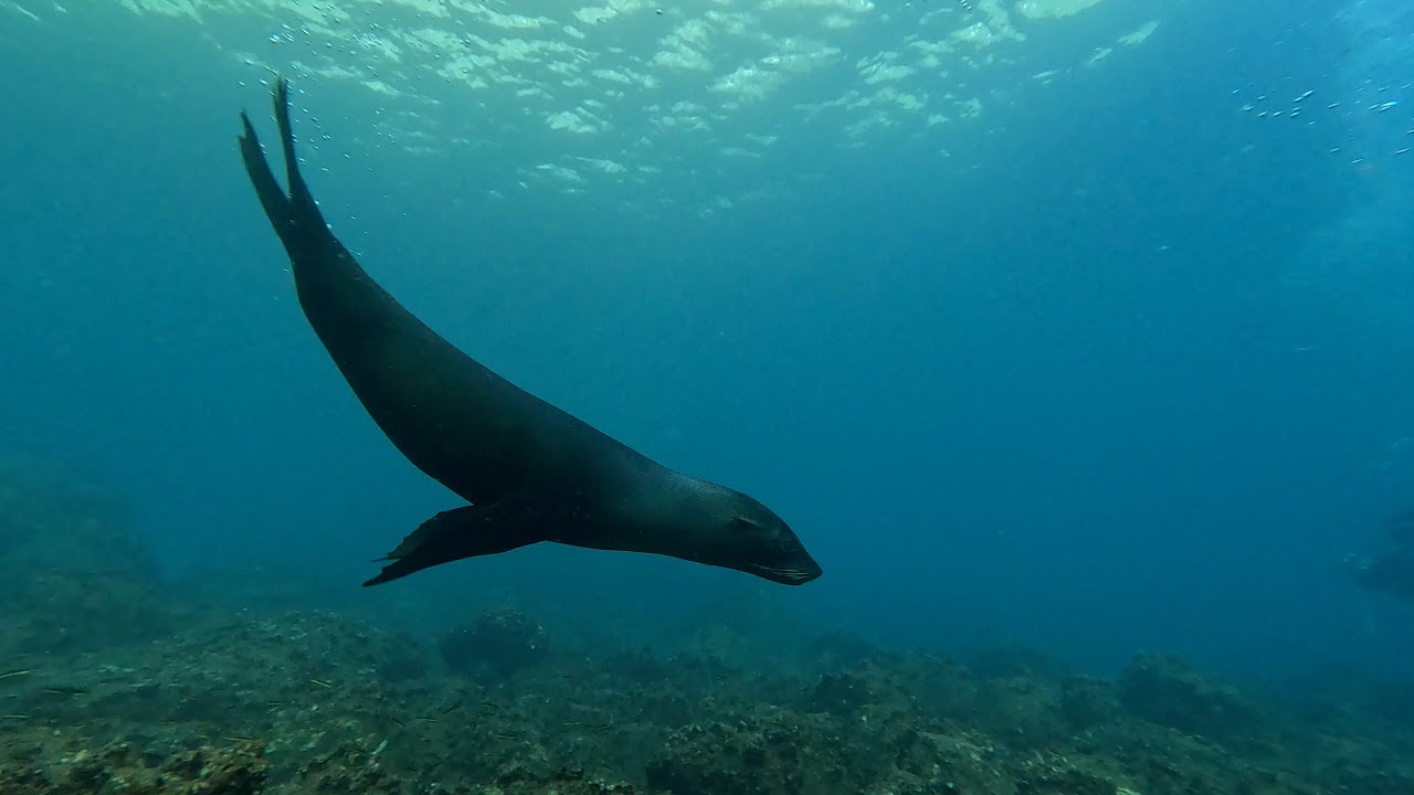 Dive 07 Wolf Island Shark Bay, Galapagos Islands, Ecuador, April 2024