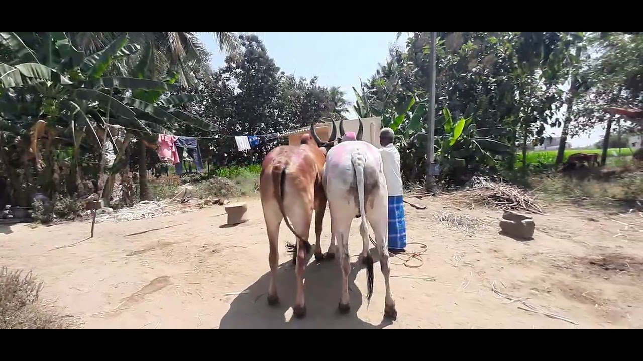 #🌾💯🌹ஆங்கில புத்தாண்டு நல்வாழ்த்துக்கள்#💯👌💋