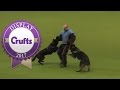 West Midlands Police Dog Display | Crufts 2017 West Midlands Police Dog Display | Crufts 2017