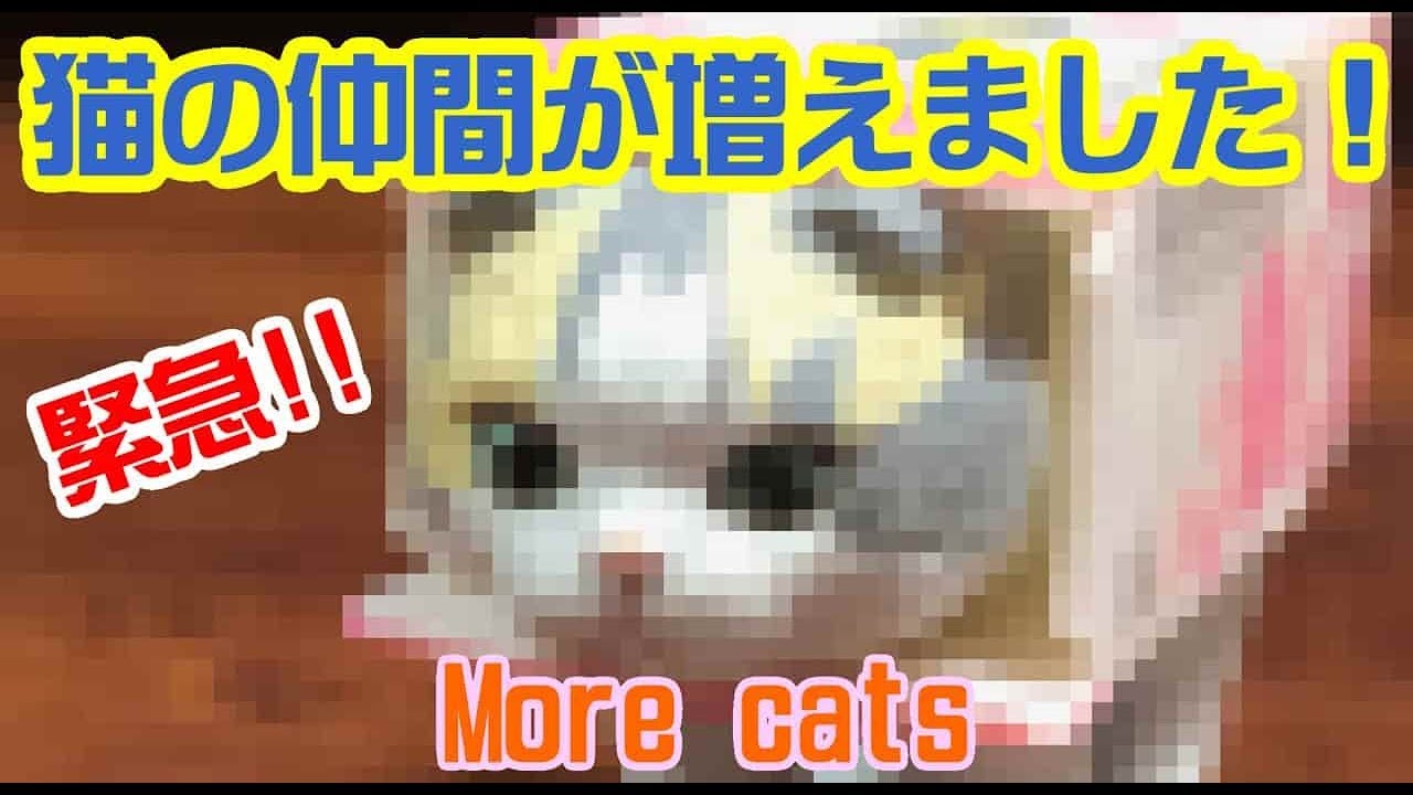 猫かわいい子猫パンチ炸裂 スコティッシュフォールドガチャガチャ Youtube
