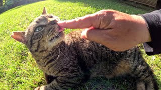 甘えん坊のキジトラ猫と不機嫌なサビ猫が芝生で寝転んでお出迎えしてくれた