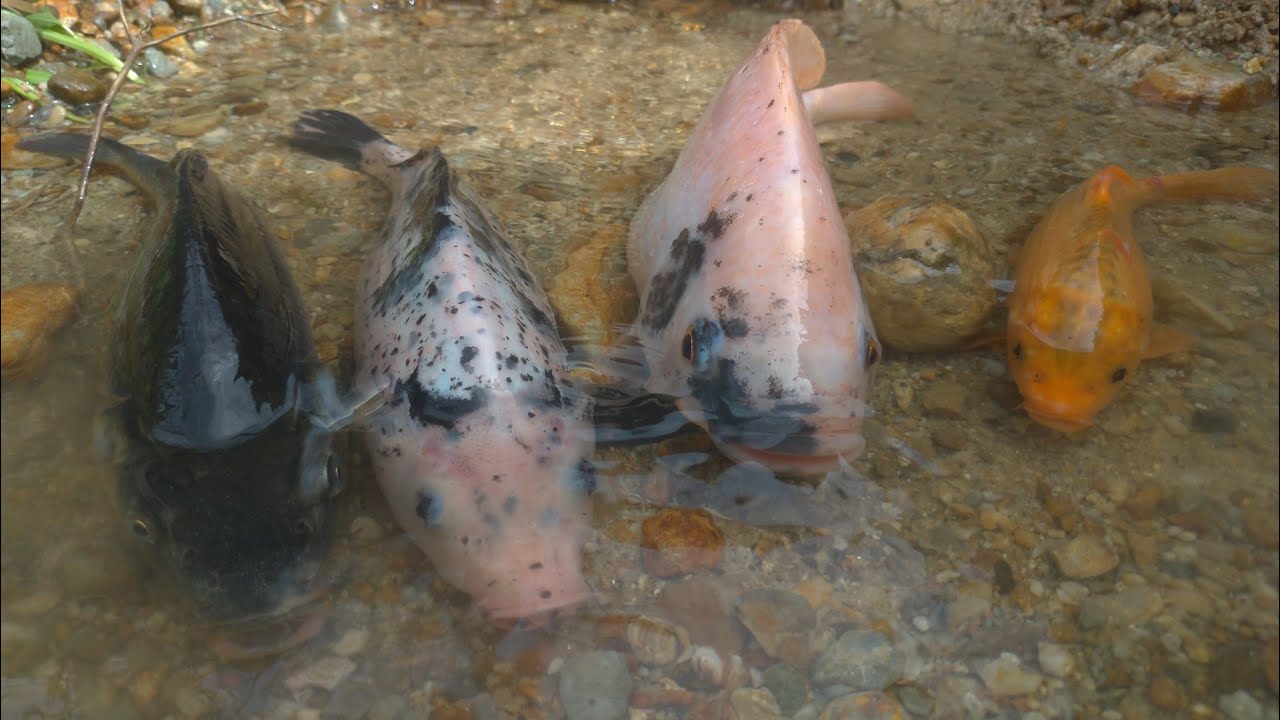 amazing! I find koi fish, goldfish and tilapia YouTube