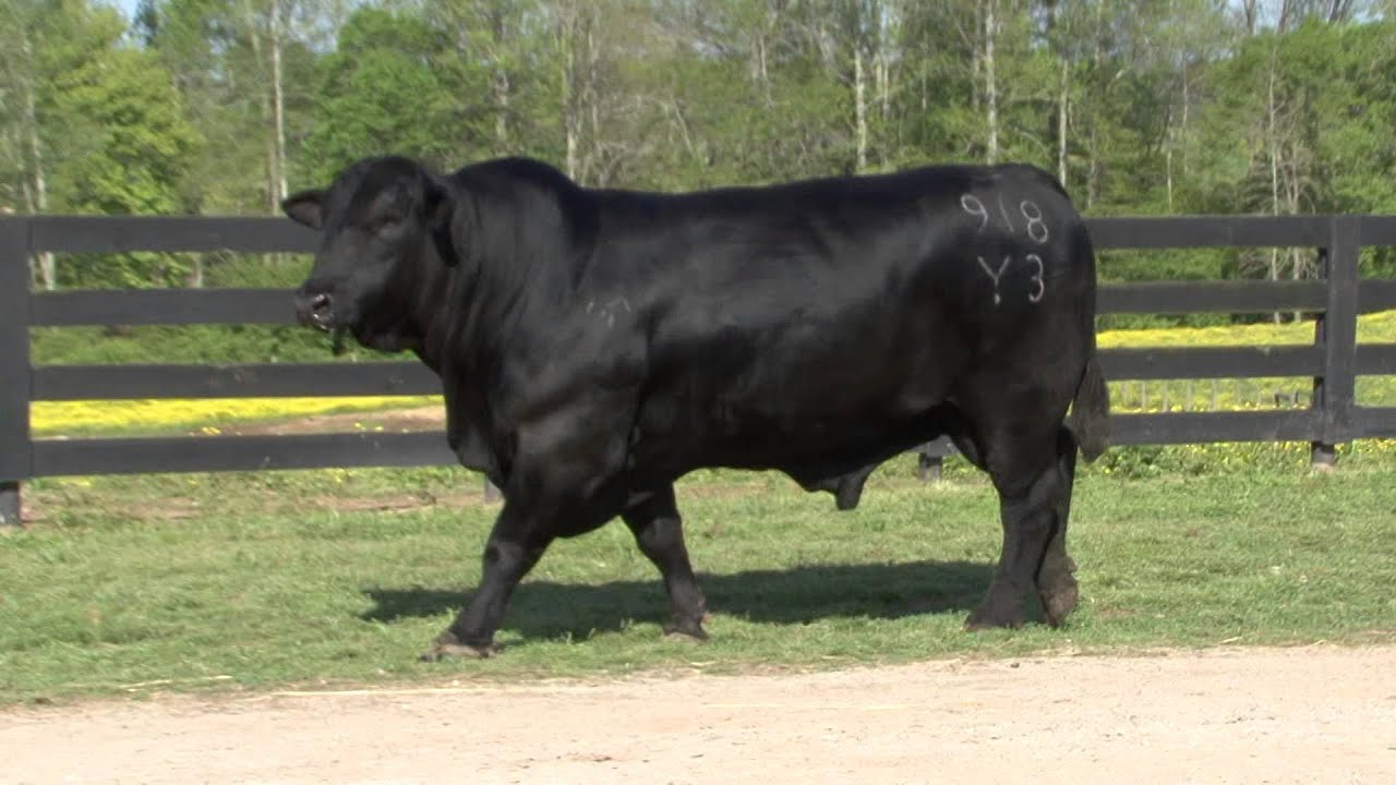 VF Oaks Online 918Y3