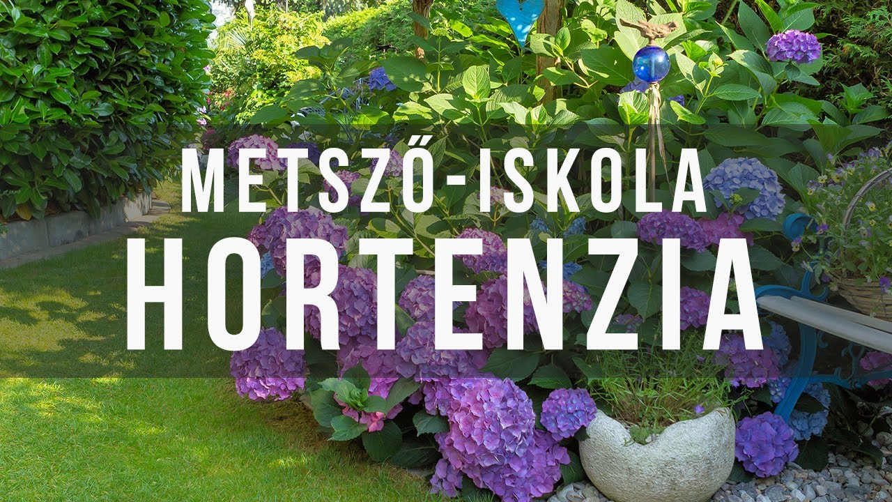 Hortenzia metszése Szomoru Miklóssal - kert TV metsző-iskola