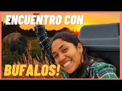 Vídeo: Observación De Búfalos En Dakota Del Sur, Custer State Park