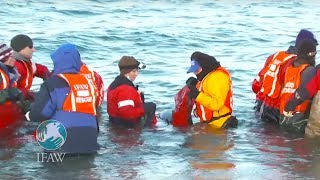 IFAW Dolphin Rescue - Winter 2012