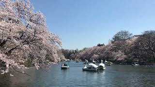 Kitanomaru Park