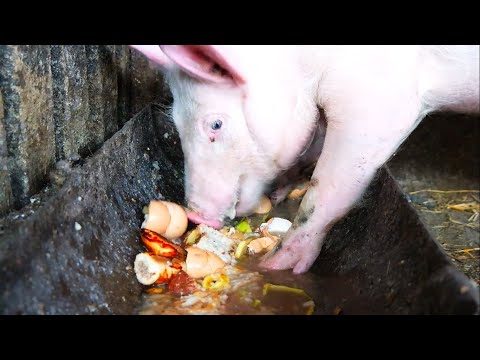 فيديو: كيف تطعم الخنزير