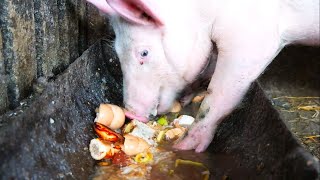 🔊Domuz nasıl yer? kayf yakul alkhinzira? Pig is eating slopكيف يأكل الخنزير؟ماذا يأكل الخنزير؟ خنزير