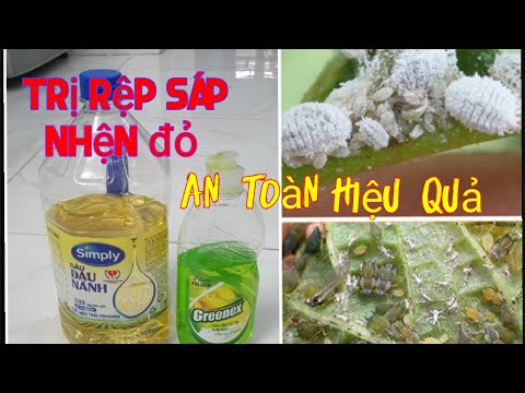 Video: Tự mình loại bỏ rệp trong căn hộ: phương tiện và phương pháp