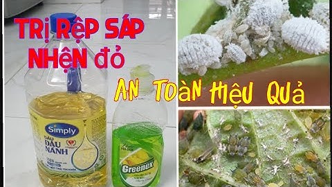 Cách trị rệp sáp, rệp dính, rầy mềm, nhện đỏ... bằng nước rửa bát, rất hiệu quả. An toàn.