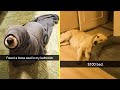 Hilarious Dog Snapchats - part 6