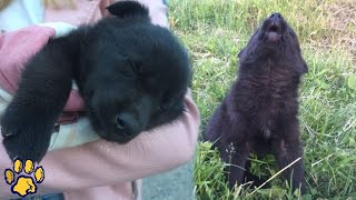 A Howling Lonely Puppy Once Disappeared from His Usual Spot