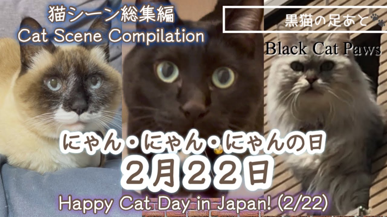 2月22日猫の日スペシャル！】猫総集編【Cats】Vol.239 - YouTube
