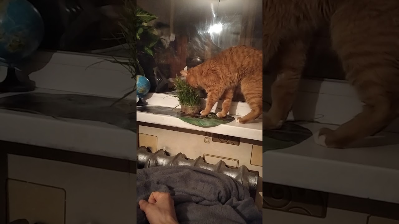 Май 2029 Кот жрет траву а мы смотрим фильм.