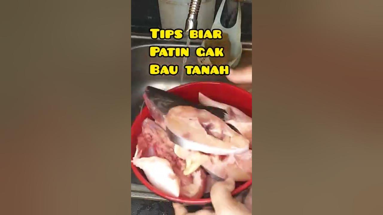 TIPS BIAR PATIN GAK BAU TANAH