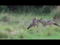Black-backed jackal family in the South African bush - youngsters playing