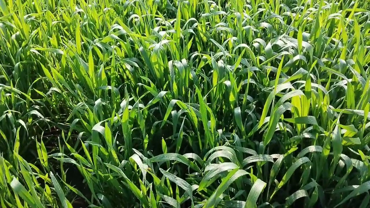 Peele spot gehu ki pattiyo pe hai kya kare  must watch 