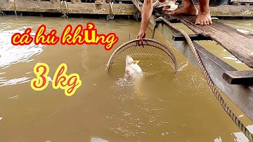 câu cá thiên nhiên đụng phải hugo toàn cá khủng không