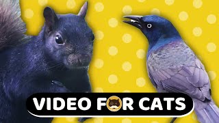 CAT GAMES - Black Birds and Squirrels - 8 Hours. Video for Cats | CAT TV | Nature Relaxation Video. by TV BINI 14,578 views 1 year ago 8 hours