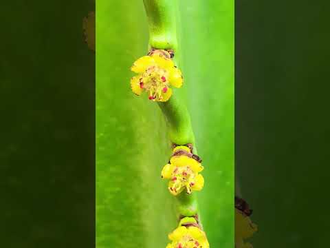 Video: Candelabra Կակտուսի ցողունի փտում. Բուժում է ցողունային հոտը Candelabra Cactus-ի վրա