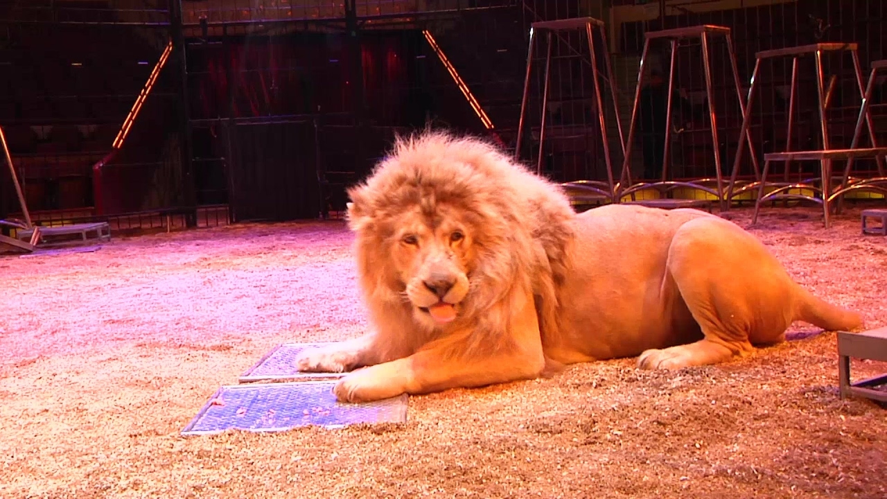 Löwenfütterung im Circus Krone