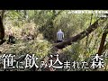 【無謀な挑戦】無限の笹から森を取り戻す果てしない作業