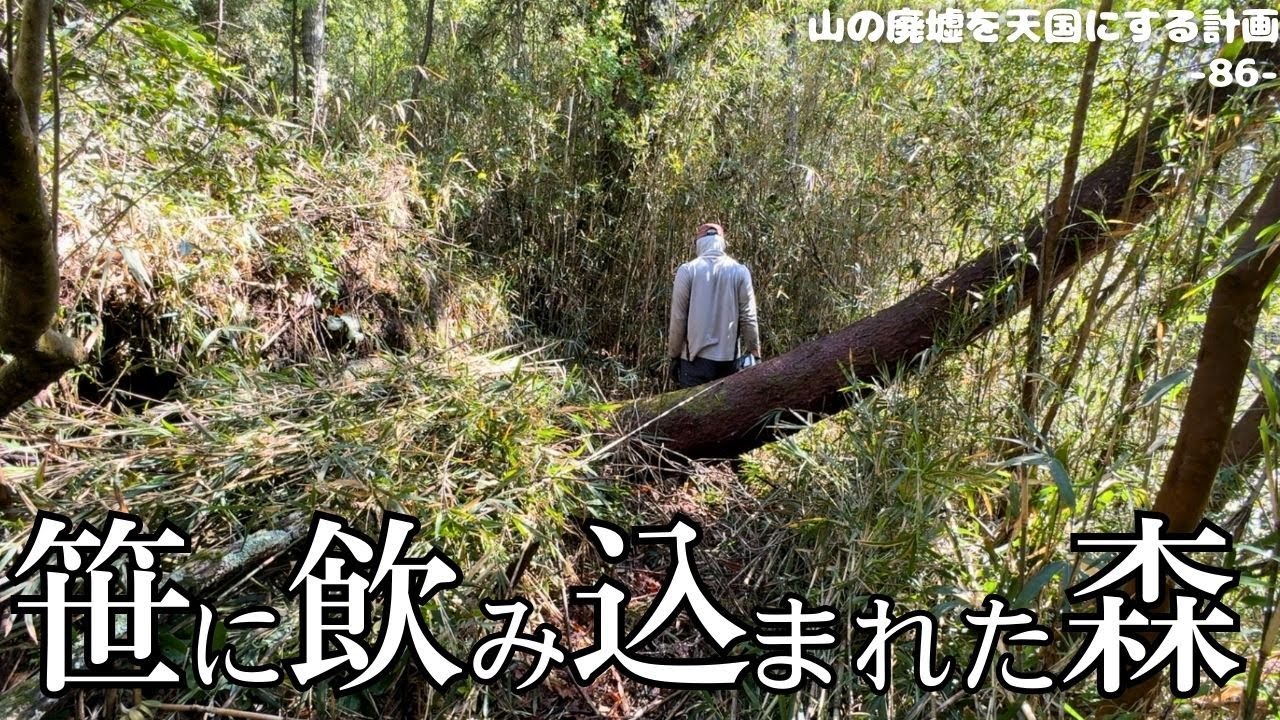 【無謀な挑戦】無限の笹から森を取り戻す果てしない作業