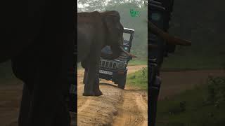 Will the giant tusker attack the safari jeep? #thewildtube #safari #wildlife #usa #treatment