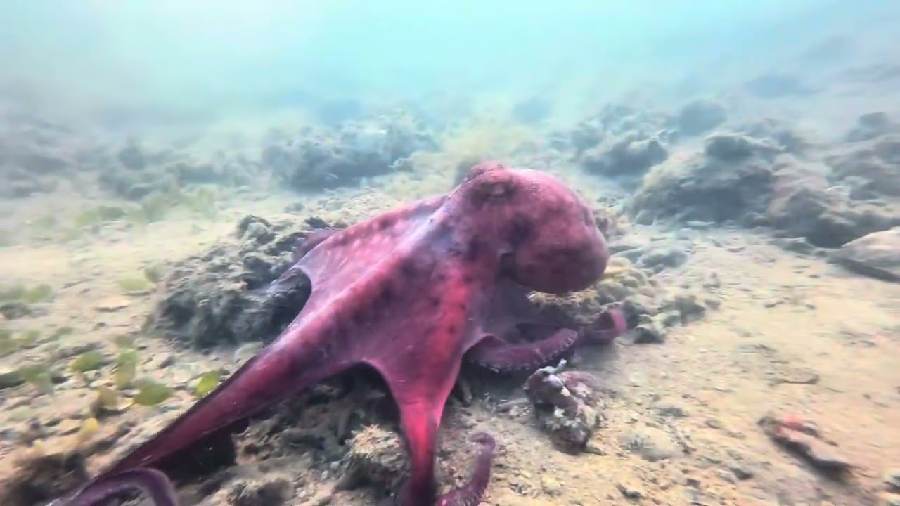 Tides Of Curiosity: Exploring Life Between The Waves