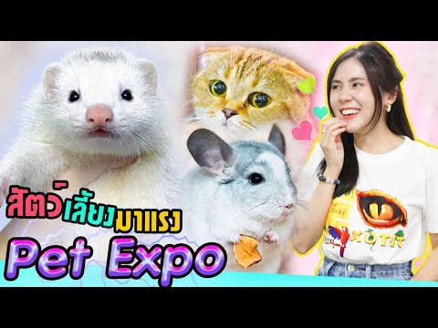 มหกรรมสัตว์เลี้ยง Pet Expo 2021