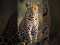 The Leopard