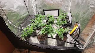 Indoor grow 3x3 tent scrog Sept 8, 2021.  Day 0 of flowering