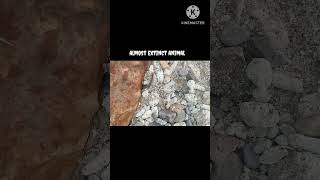 almost extinct animal #documentary#animal