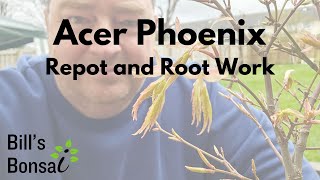 Acer Phoenix Gift Repot and Root Work | Bonsai | Acer Palmatum