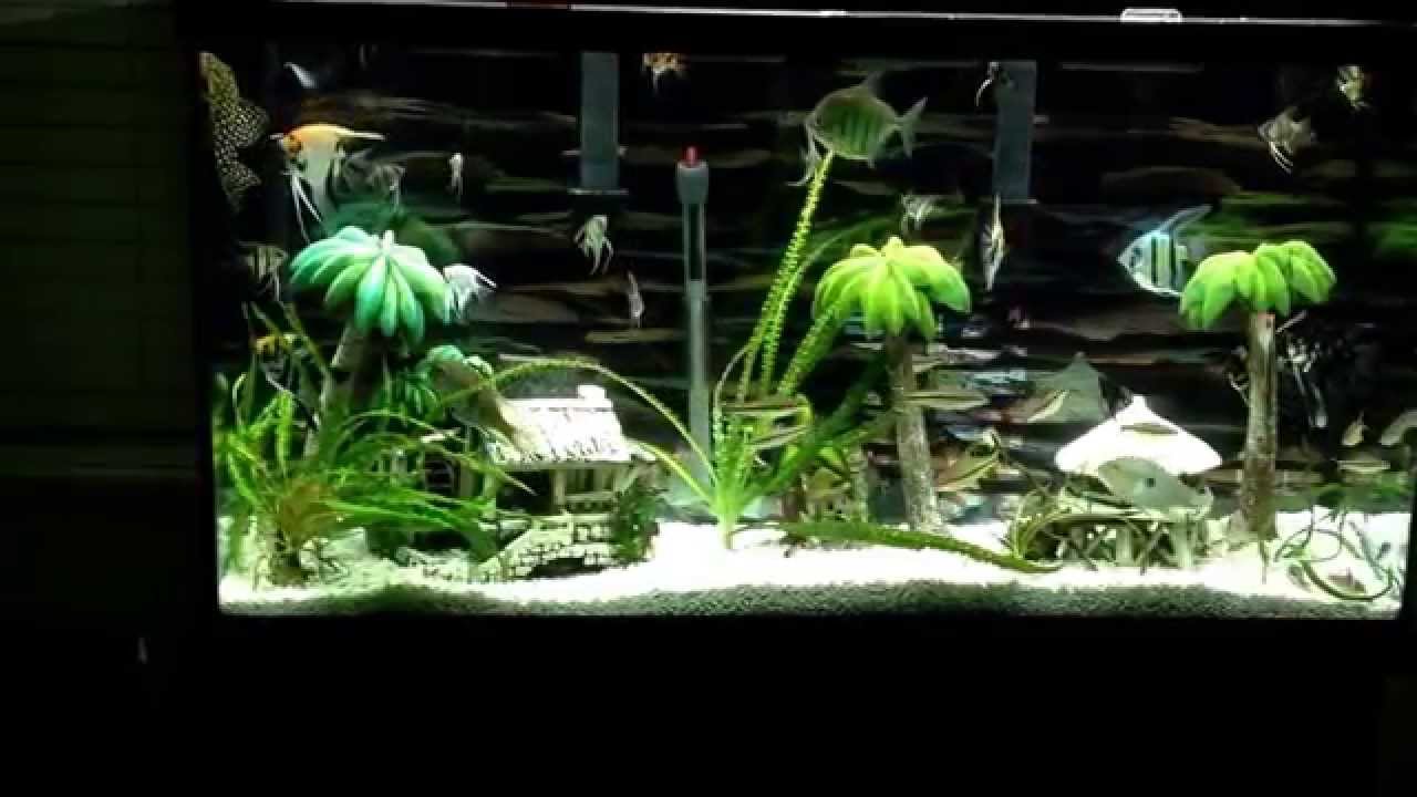 marineland 60 gallon c360