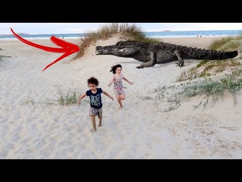 Vídeo: “Ai! Ai! O Crocodilo Engoliu Nosso Sol! &Hellip; 