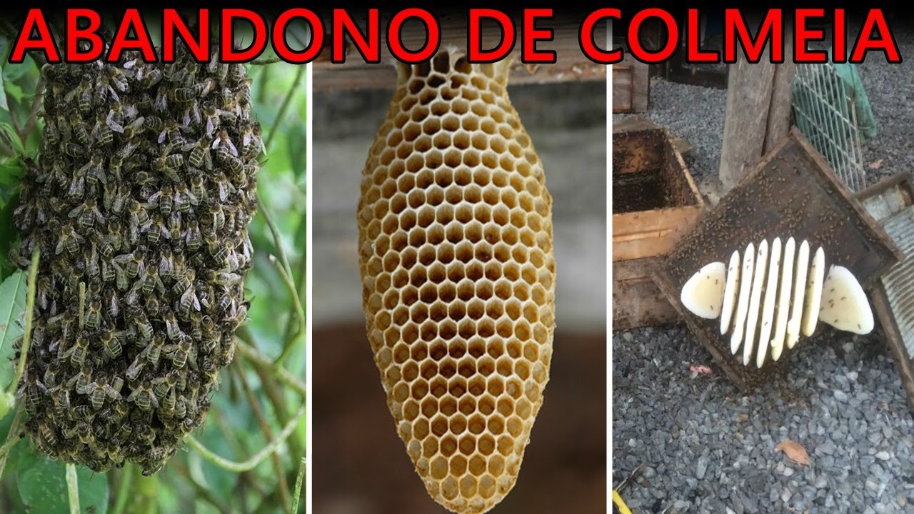 11 FORMAS DE EVITAR ABANDONO OU ENXAMEAÇÃO MIGRATÓRIA DAS ABELHAS