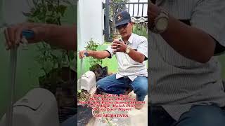 Akibat Salah Pilih Bupati Tahun 2020 Ada Calon Putra Daerah Sendiri Malah Pilih Calon Dari Luar