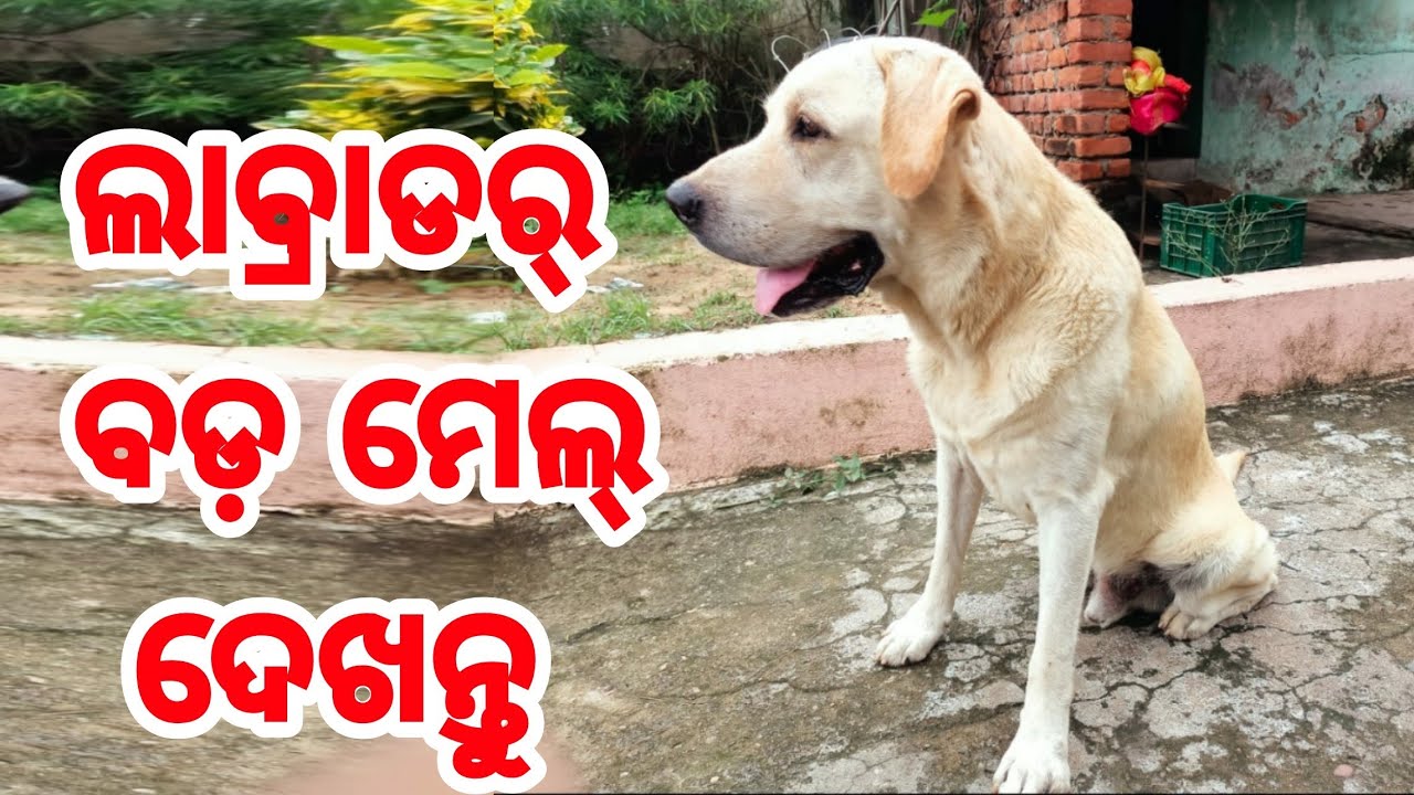 Big Size Labrador Retriever available in Odisha Cuttack YouTube