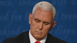 Fly on Pence's head steals the show at vice-presidential debate