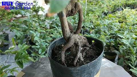 Mai Cúc Hoàng Hậu, Cúc VIP, Cúc 4 Long, Cúc Không Nhụy  😗 07-08