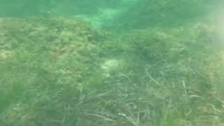 Kuriat Monastir marin biodiversity التنوّع البيولوجي البحري * قوريا * المنستير*  plongée sous marine