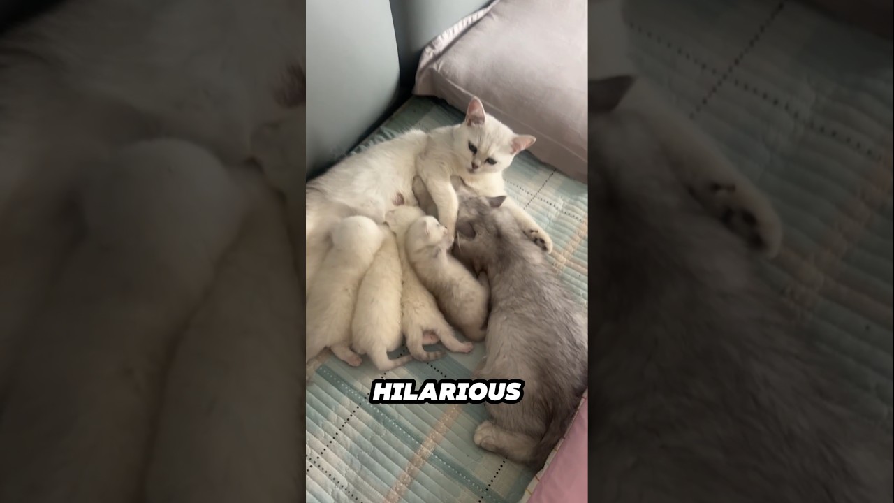 This adult cat sneaks in to nurse with kittens 😂❤